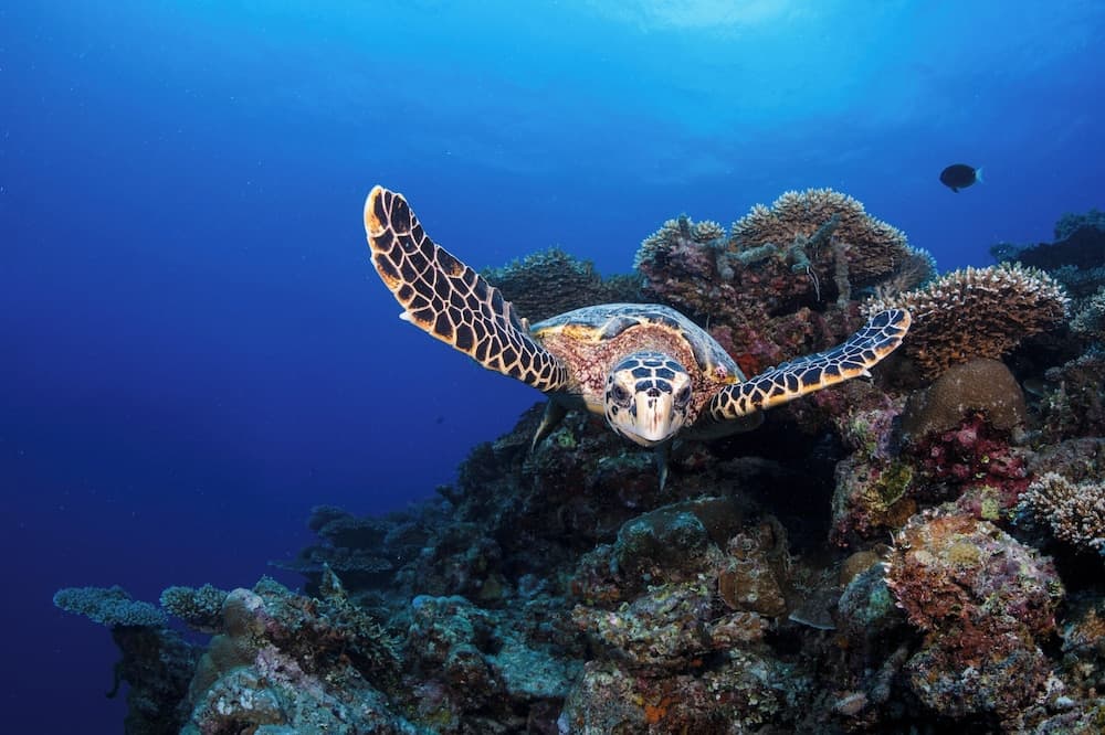 Six Senses Kanuhura - View 96