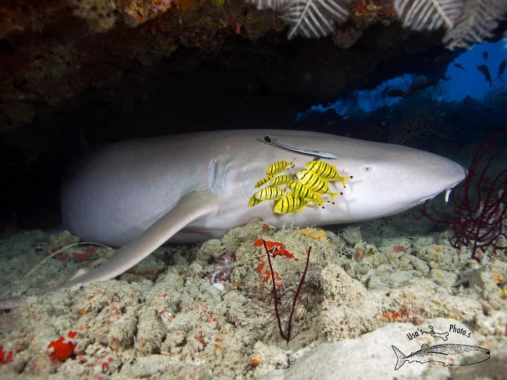 White Sand Dhigurah - View 15