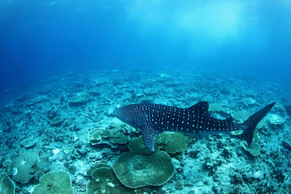 Whale Shark Inn Maldives - View 16