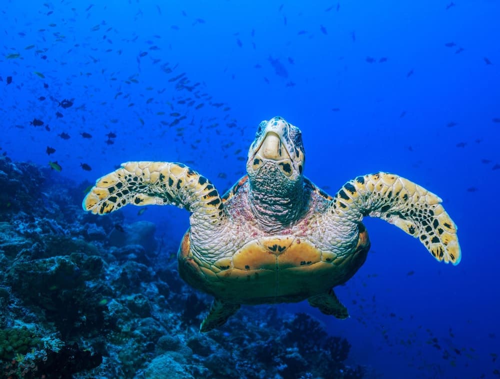 BB Island House Dhigurah - View 31