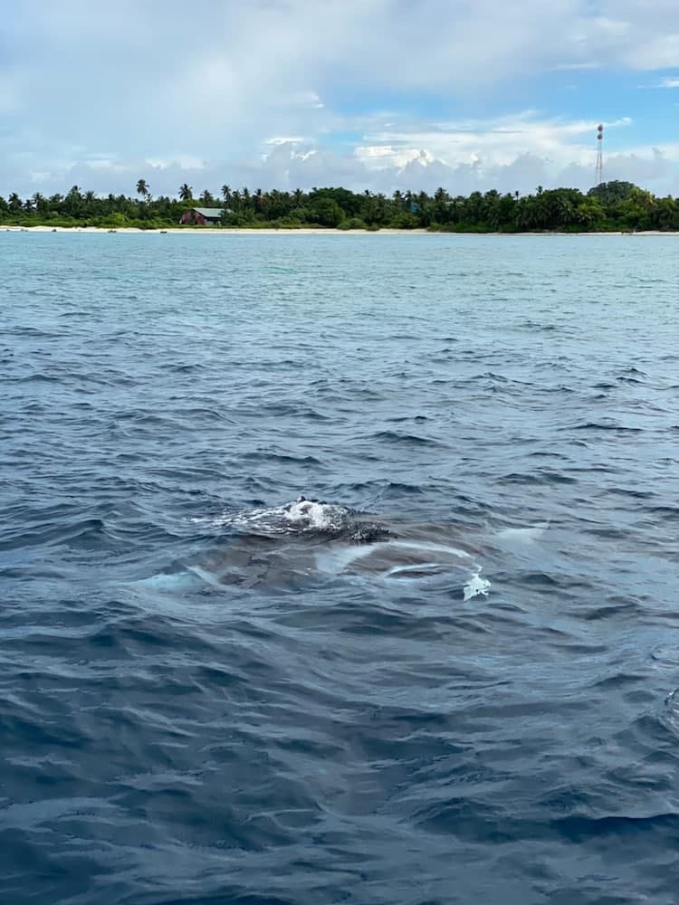 Thoddoo Beach Holiday Inn - View 12