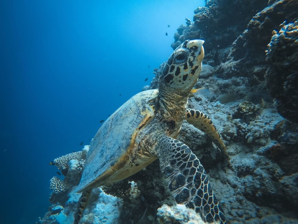 Bliss Dhigurah - View 66