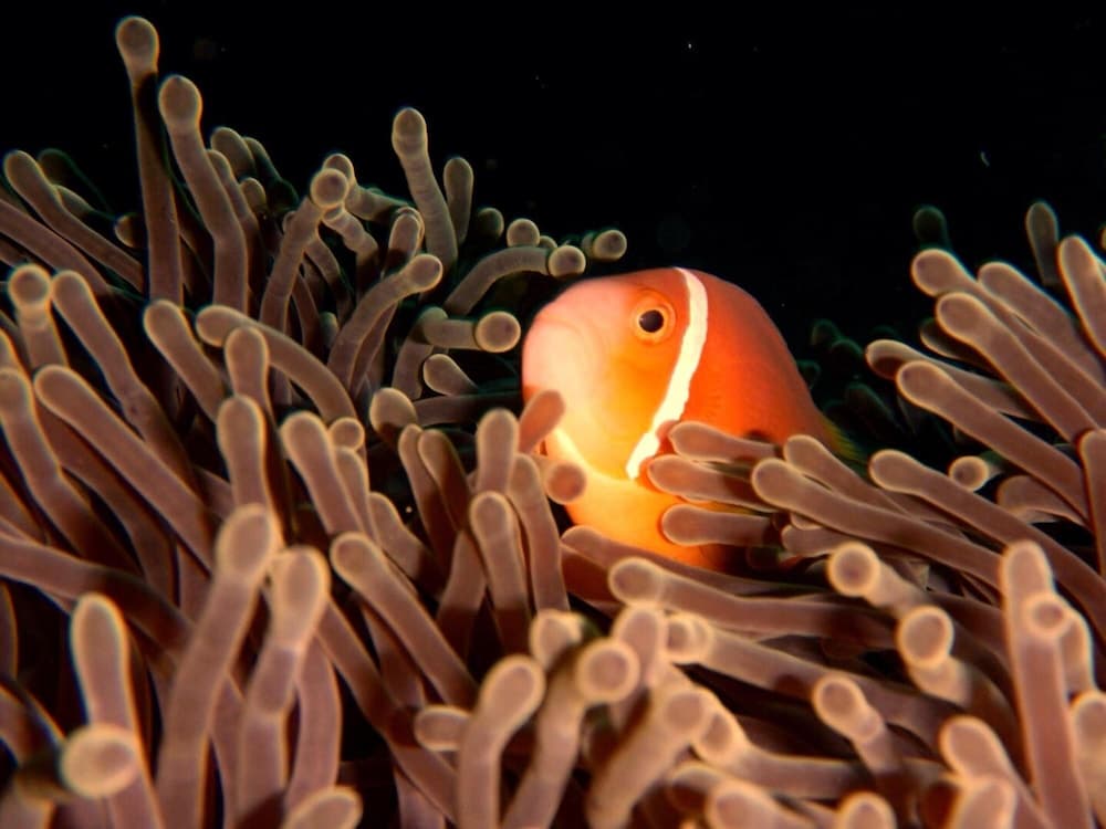 White Sand Dhigurah - View 13