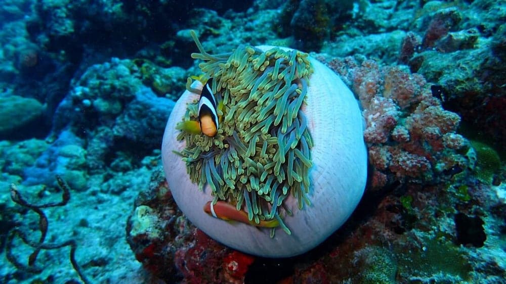 Midsummer Thulusdhoo - View 39