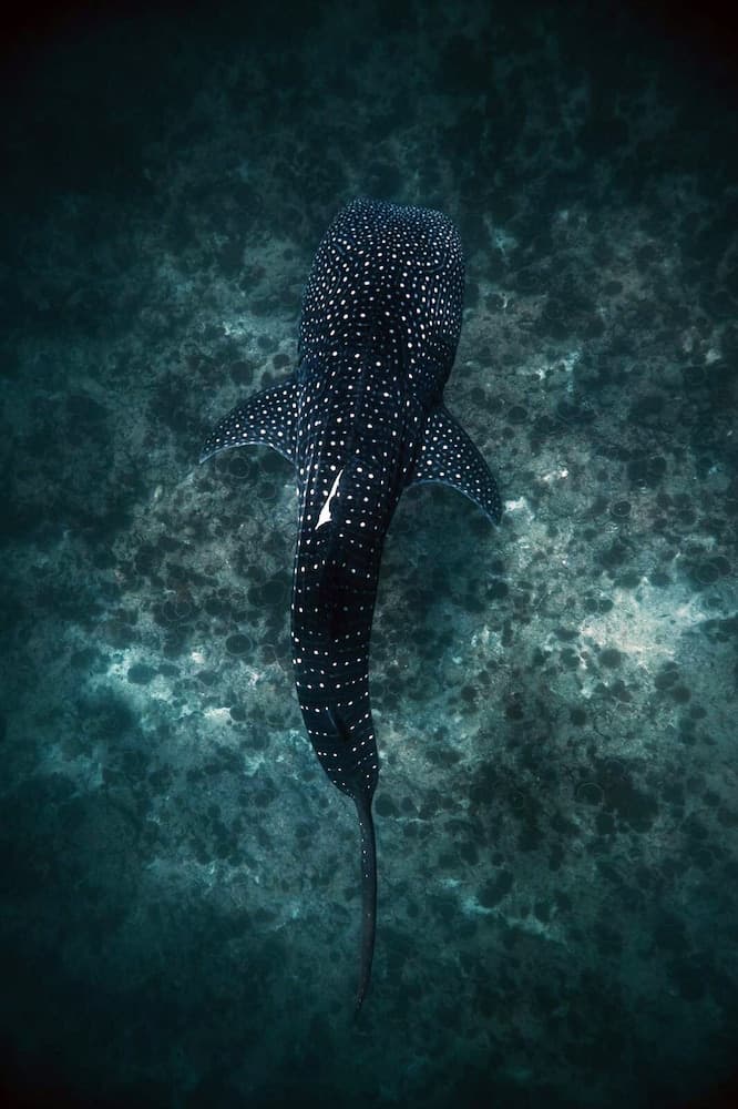 Endheri Sunset - View 38