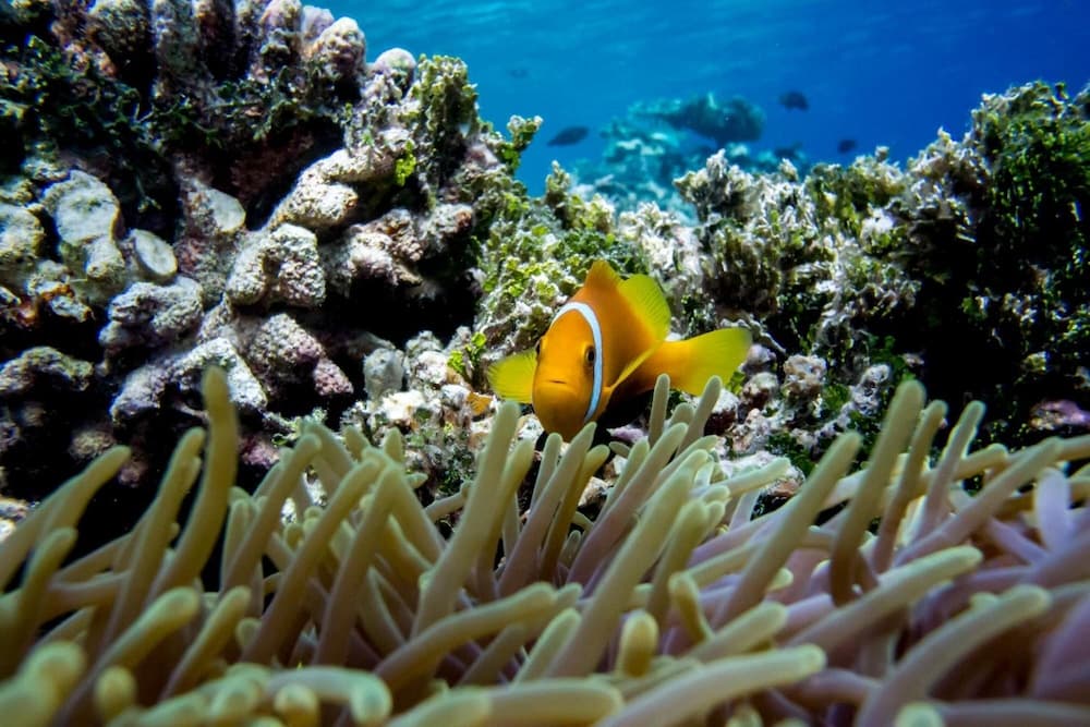 Detour Beach View - View 39