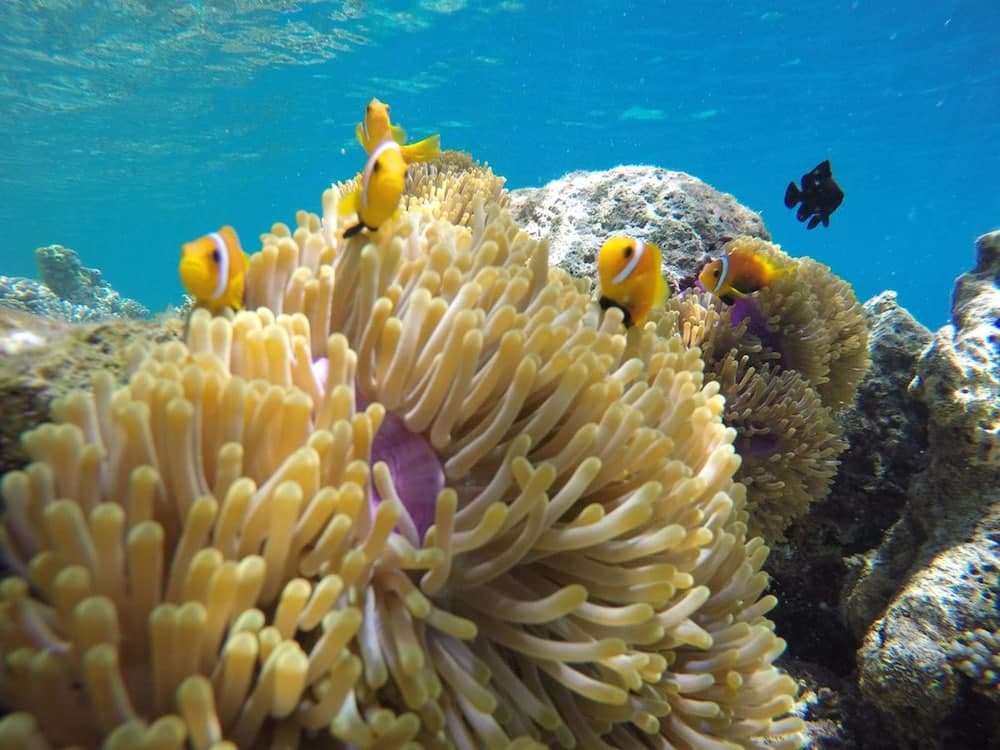 Velana Beach Hotel Maldives - View 31