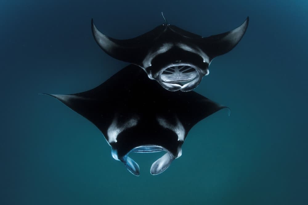 Finolhu, A Seaside Collection Resort, a Member of Design Hotels - View 43