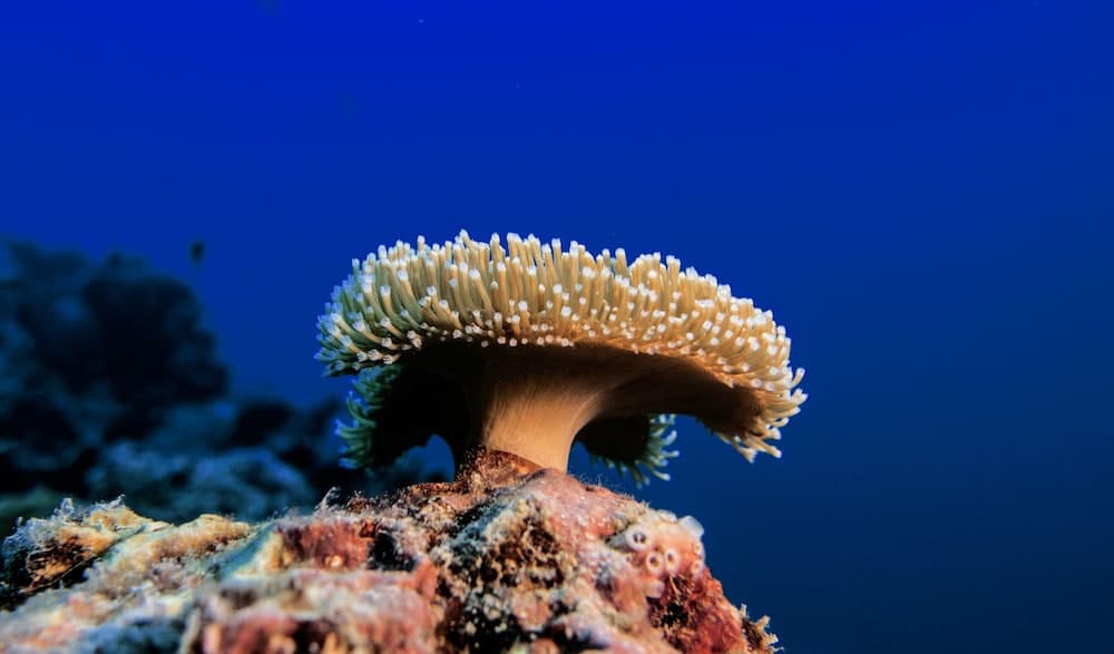 Global Residence - View 27