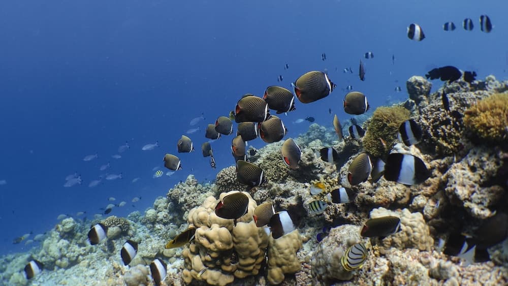 Kuredhivaru Resort & Spa Maldives - View 86