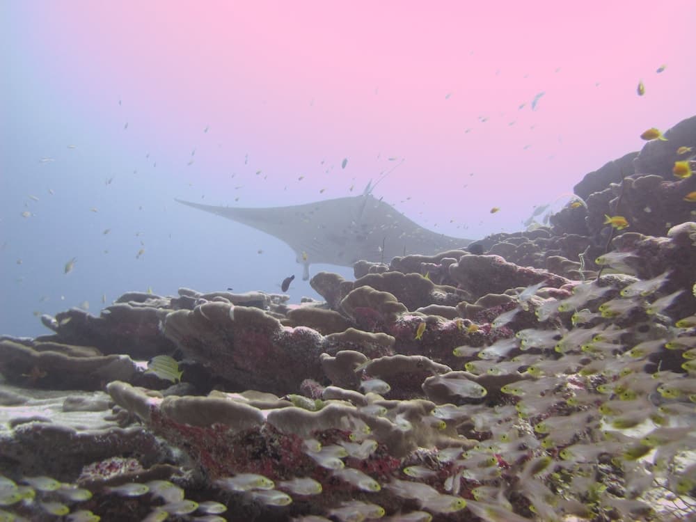 Sea Star Diving - View 17