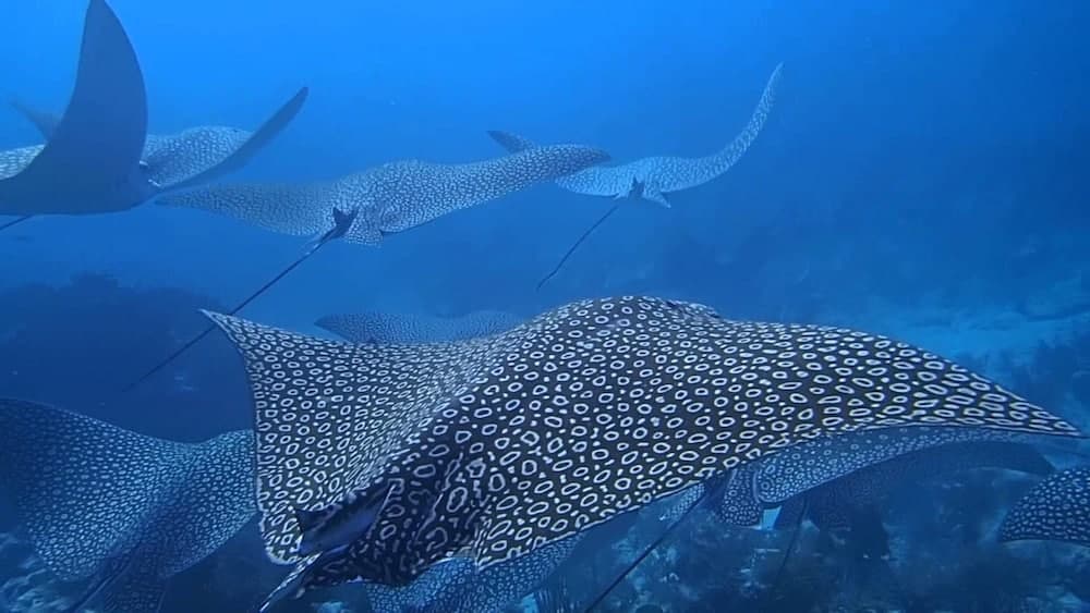 South Ari Inn - View 23