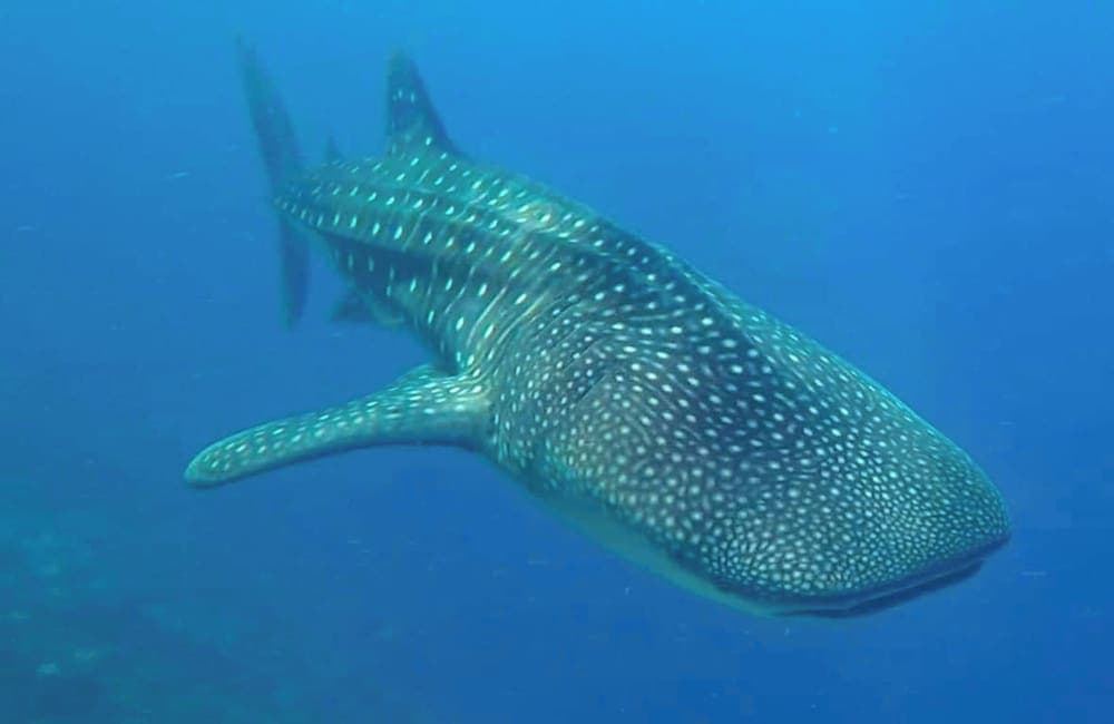 Dhigurah Tourist Hotel - View 6