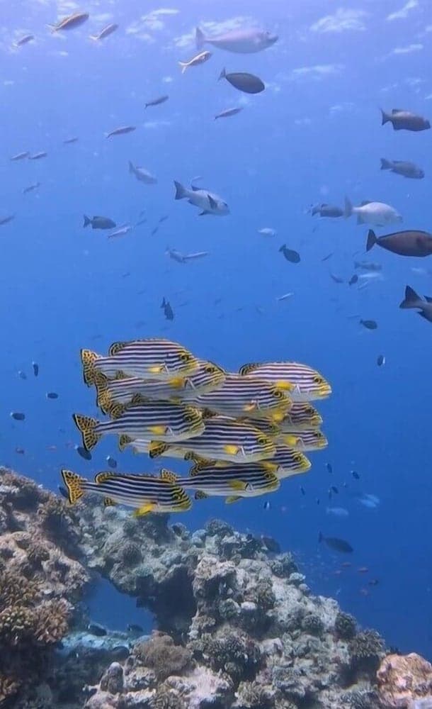 Bibee Maldives - View 101