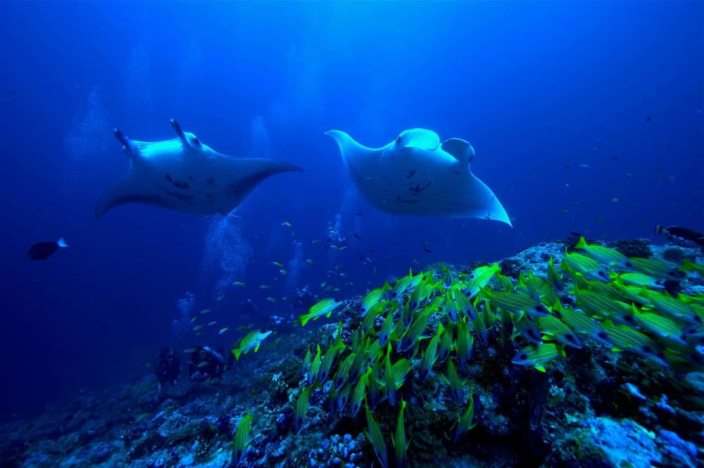 The Halcyon Private Isles Maldives, Autograph Collection - View 117