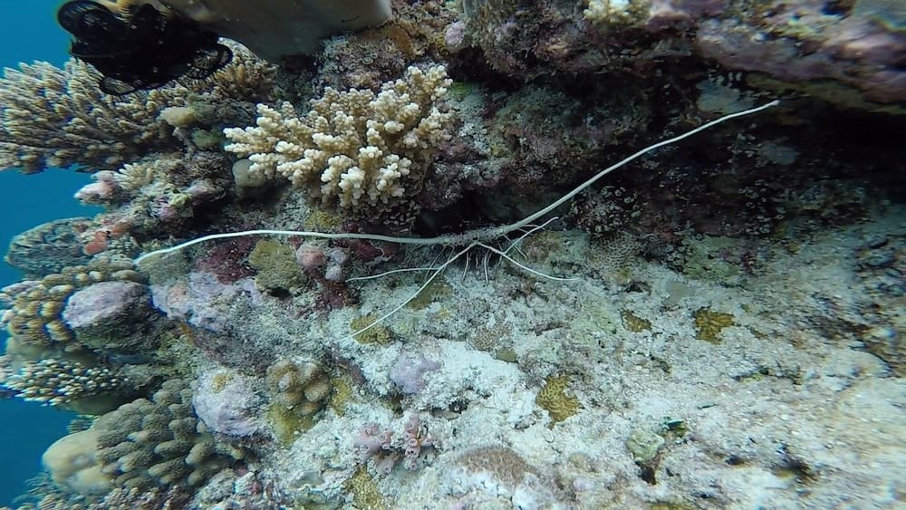 Casa Enjoy Maldives - View 24