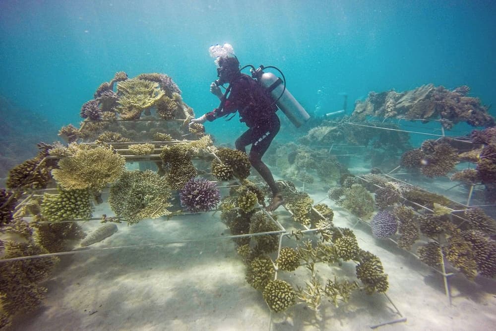 Sheraton Maldives Full Moon Resort & Spa - View 132