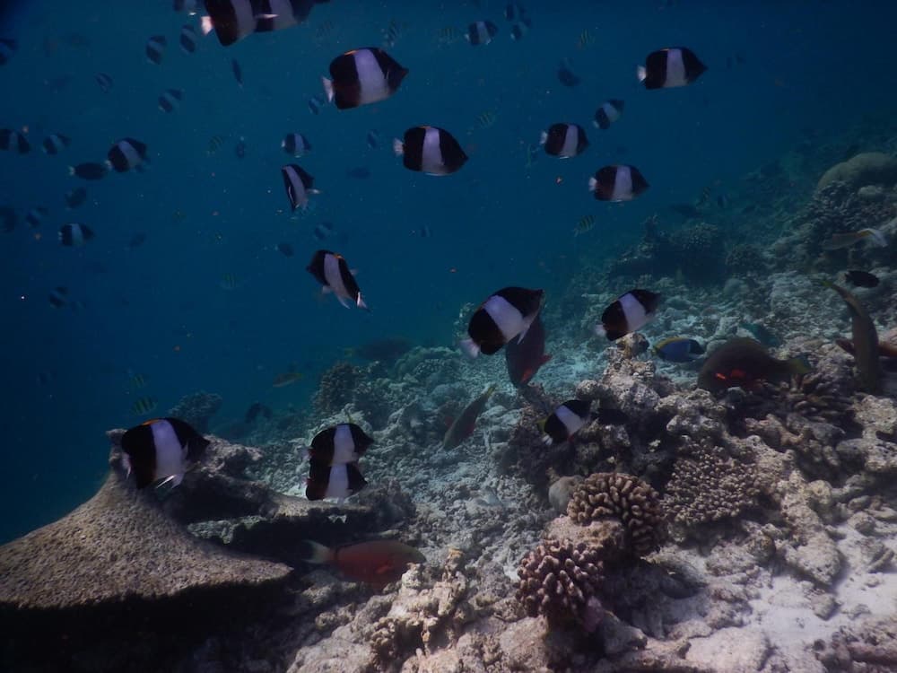 Rasdhoo Coralville - View 44