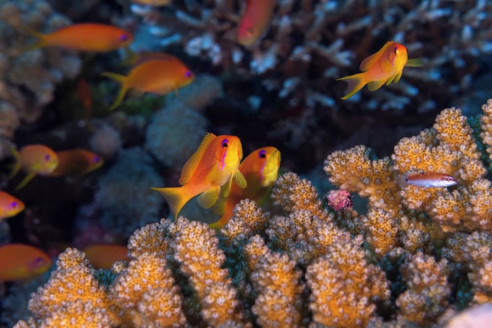 Finolhu, A Seaside Collection Resort, a Member of Design Hotels - View 70