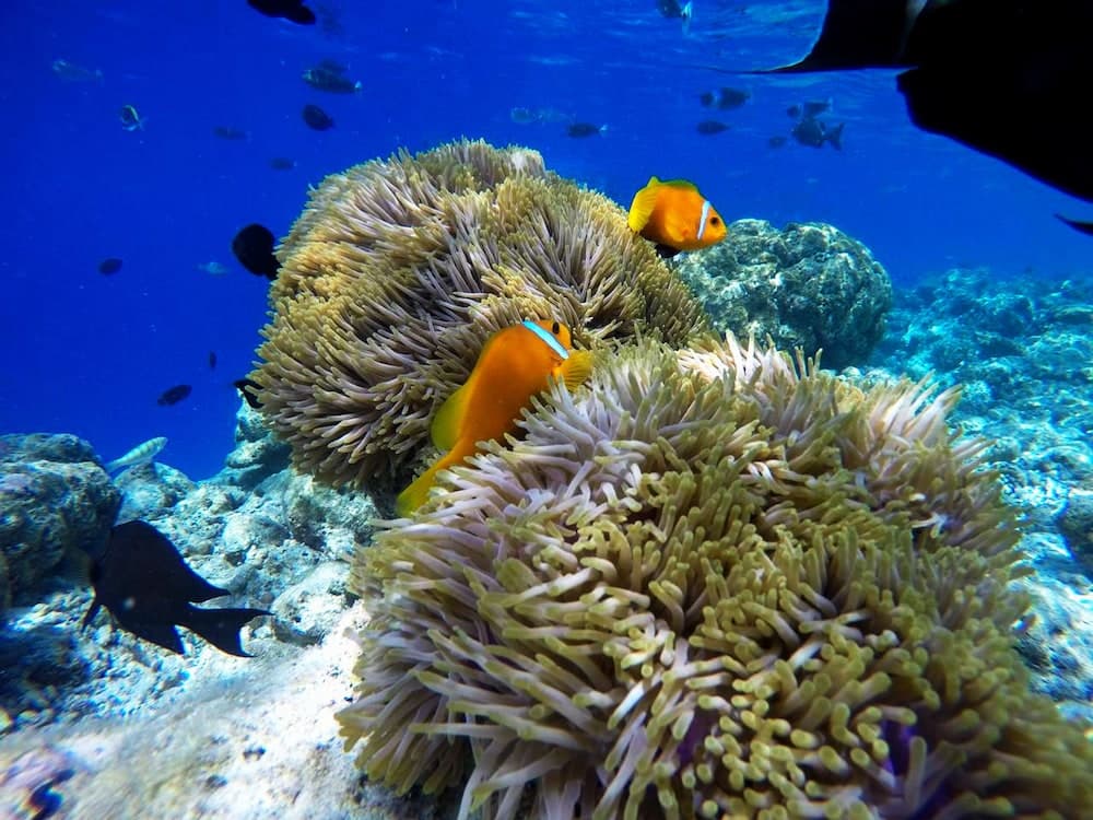 Adroit Beach Inn - View 162