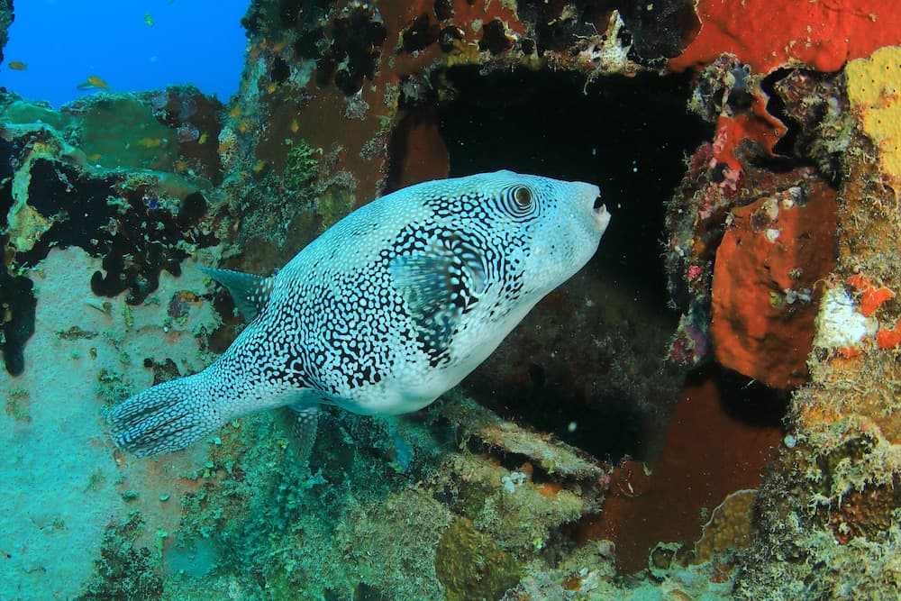 Mirihi Island Resort - View 71