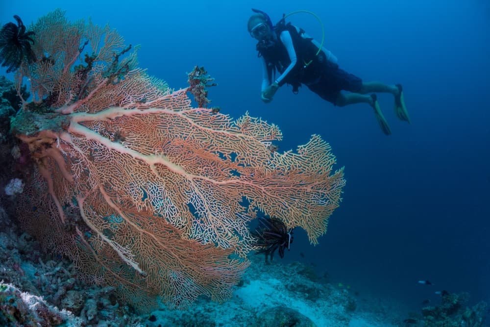 Milaidhoo Maldives - View 69