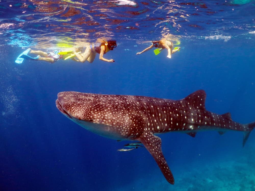 Holiday Inn Resort Kandooma Maldives by IHG - View 76