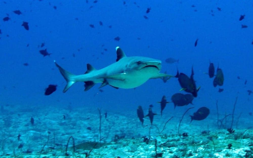 Summer Villa Guest House - View 29