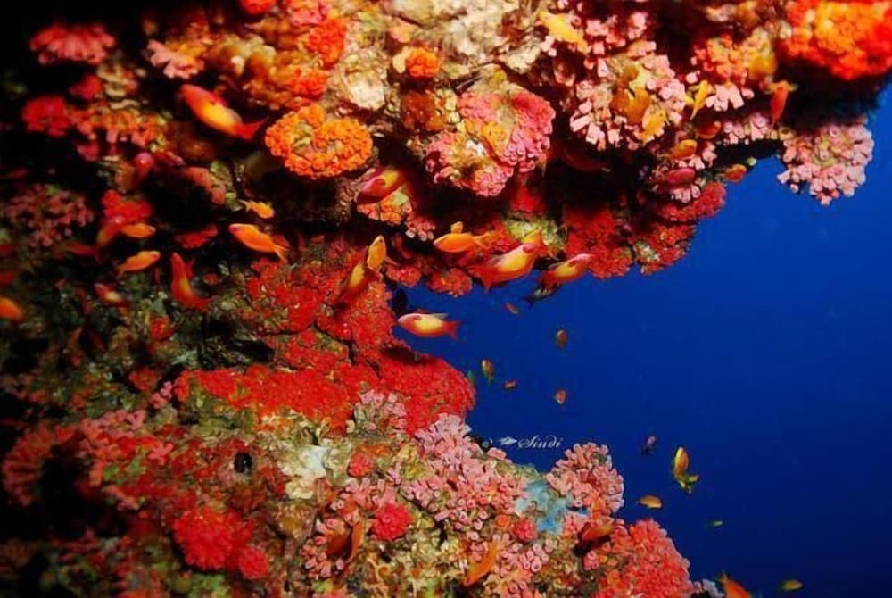 Hotel Elite Inn - View 42