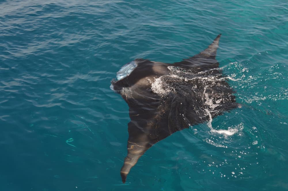 Medhufaru Inn - View 51