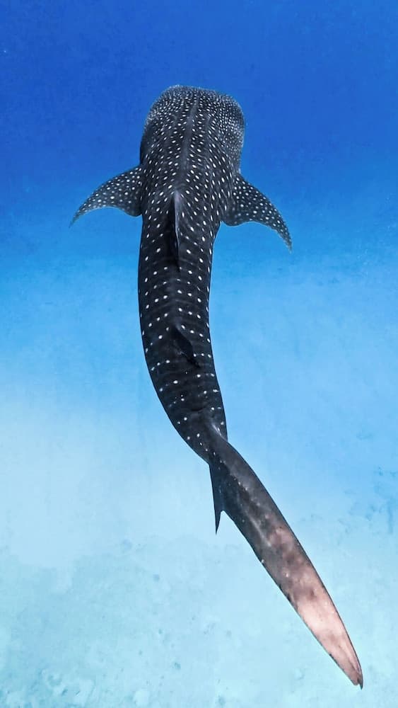 Sands Grand Hotel - View 48