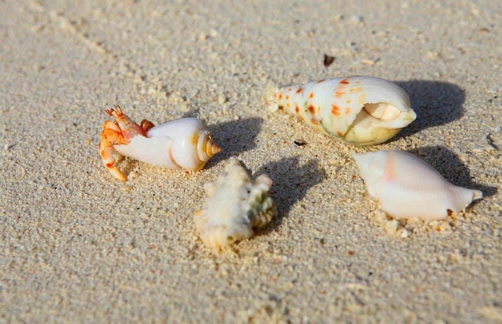 Ocean Villa with pool & spa - View 12