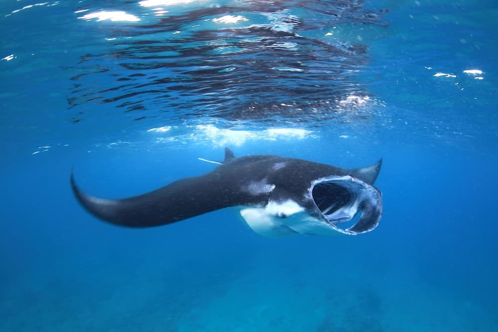 Mirihi Island Resort - View 28