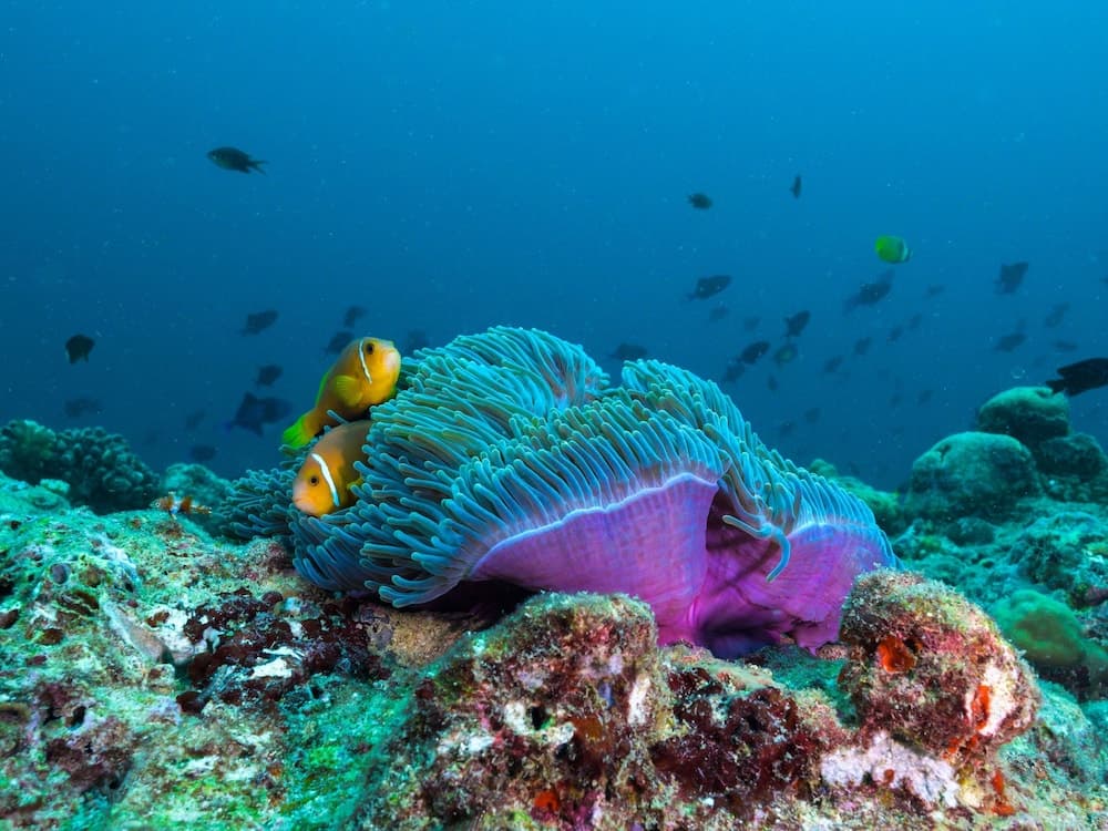 The Nautilus Maldives - View 116