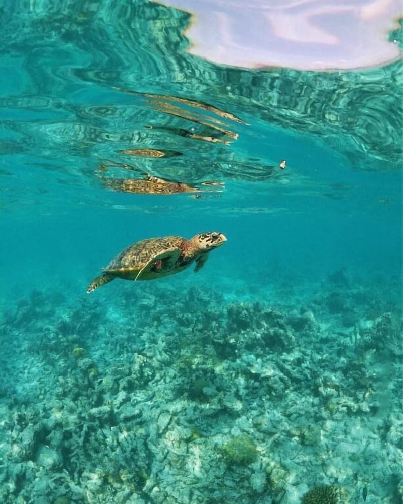 One The Island - View 34