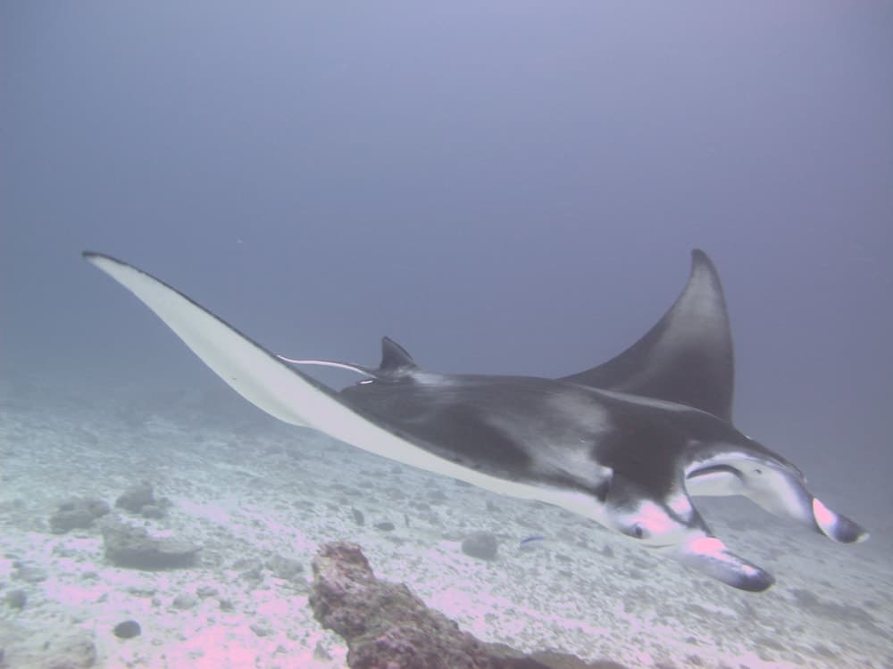 Sea Star Diving - View 19