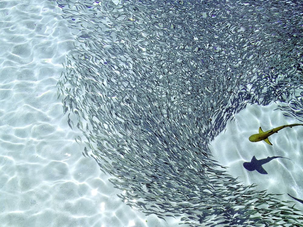 ROBINSON MALDIVES - Adults only - All Inclusive - View 26