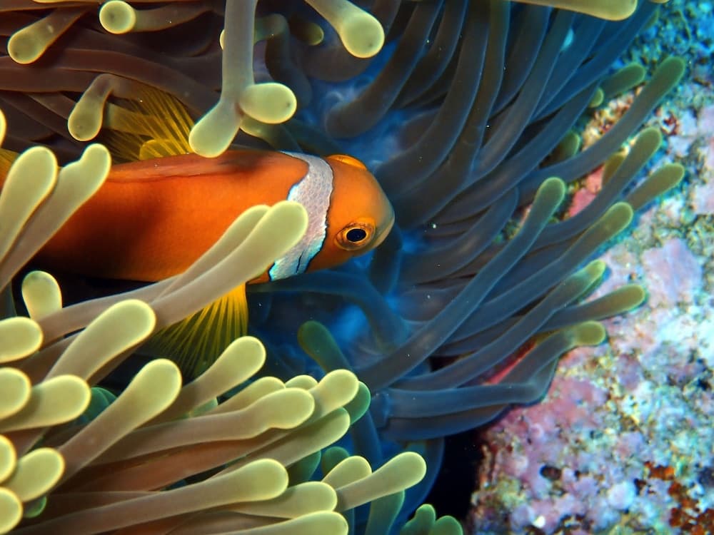 Sea Star Diving - View 9