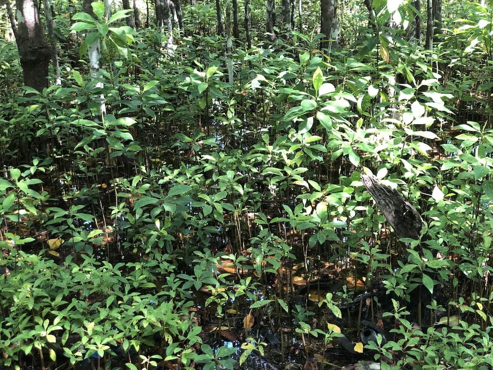 Tropical Sands Kelaa - View 28