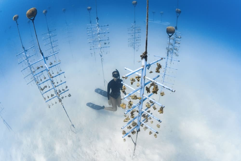 Finolhu, A Seaside Collection Resort, a Member of Design Hotels - View 71