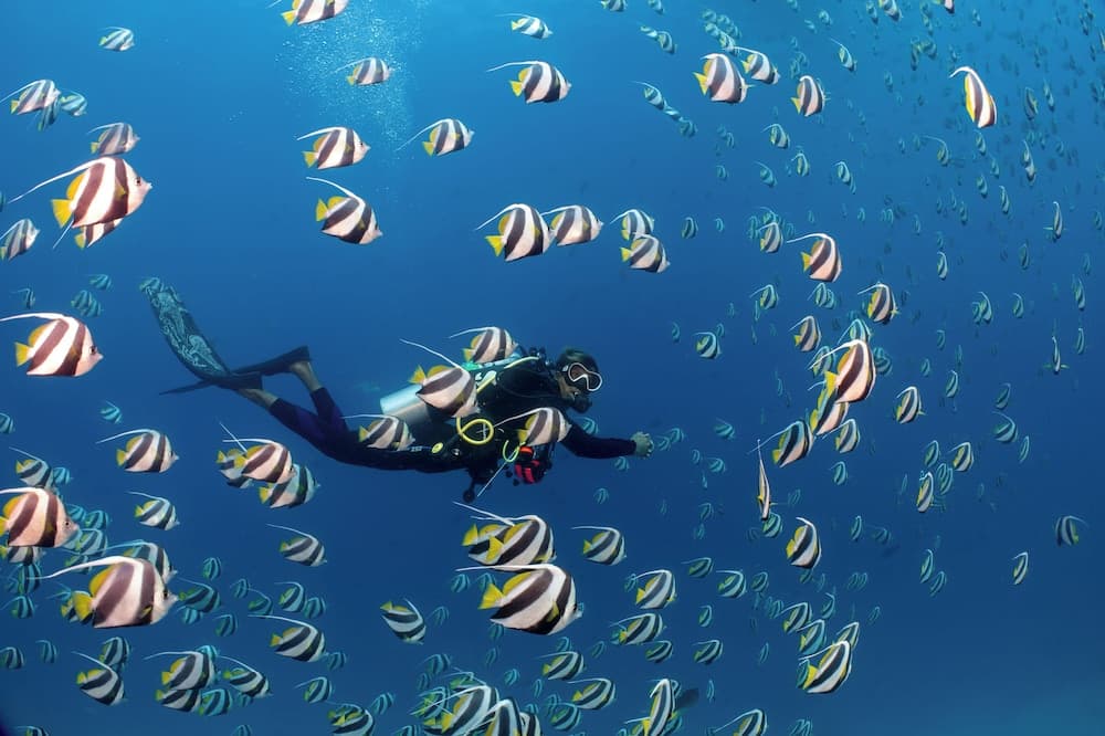 Bandos Maldives - View 85