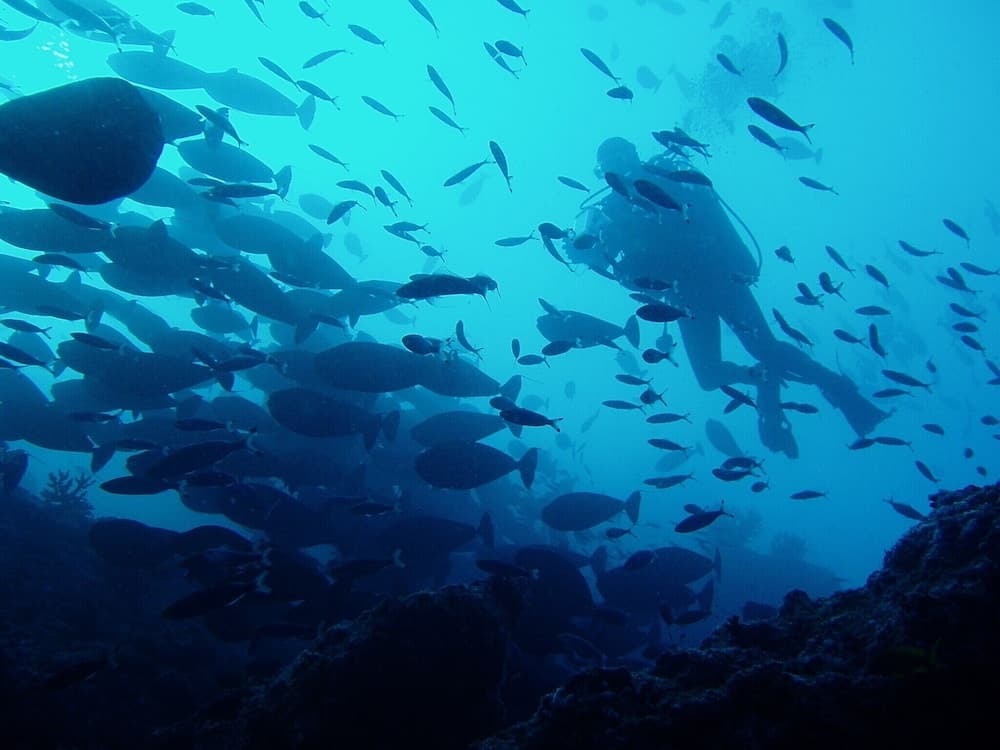 Lagoon View Maldives - View 53