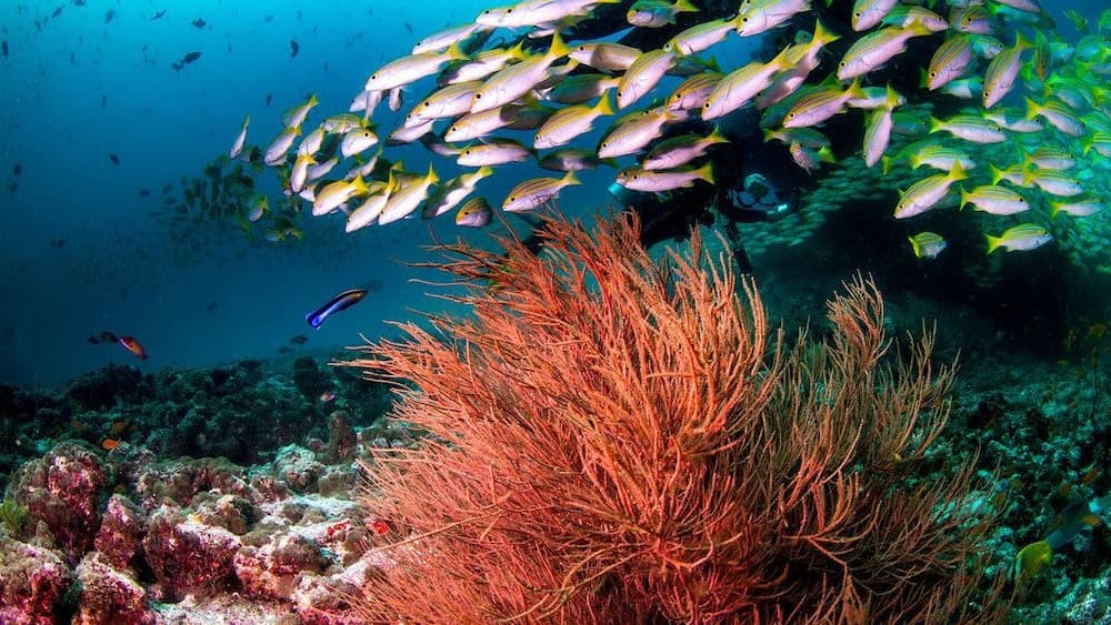 South Ari Inn - View 20