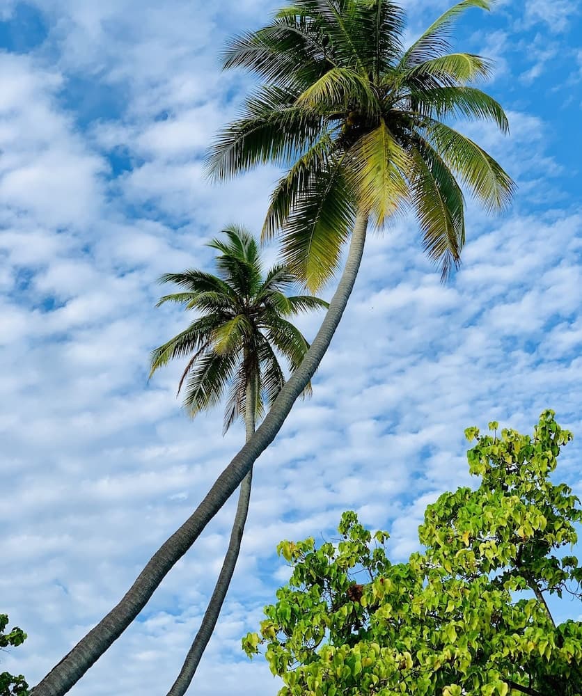 ilaa Beach Maldives - View 29