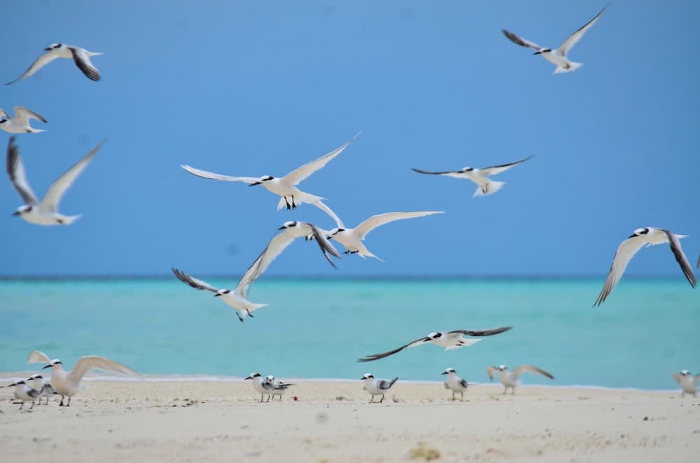 Medhufaru Inn - View 19