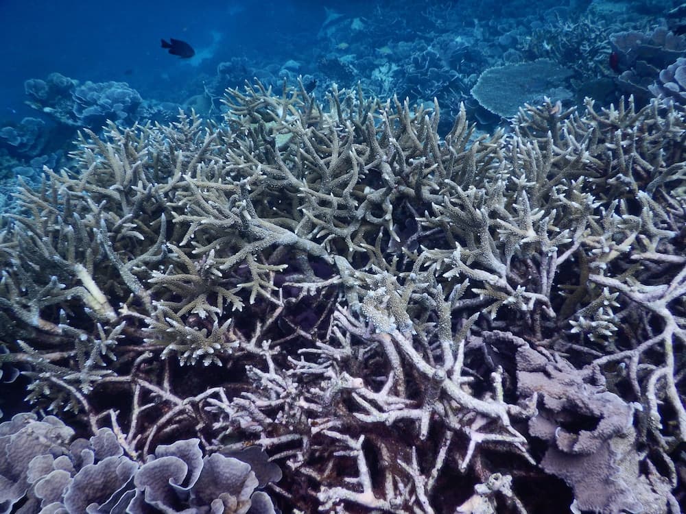 Equa Reef Maldives - View 35