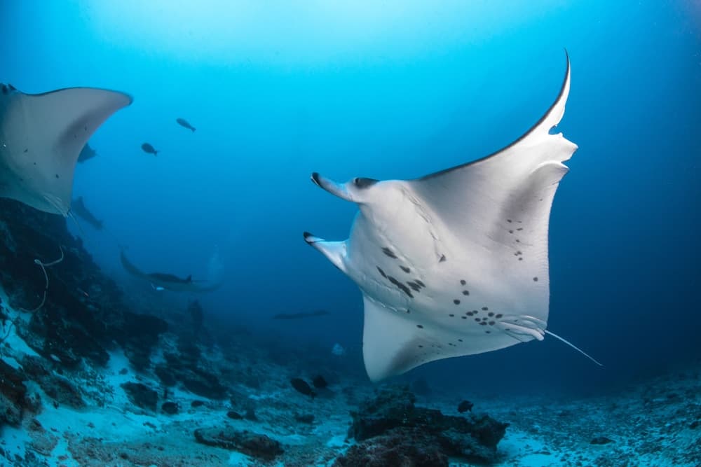 Equator Village - View 21