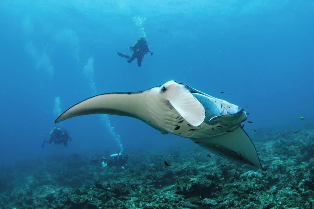 Sirru Fen Fushi Private Lagoon Resort - View 33