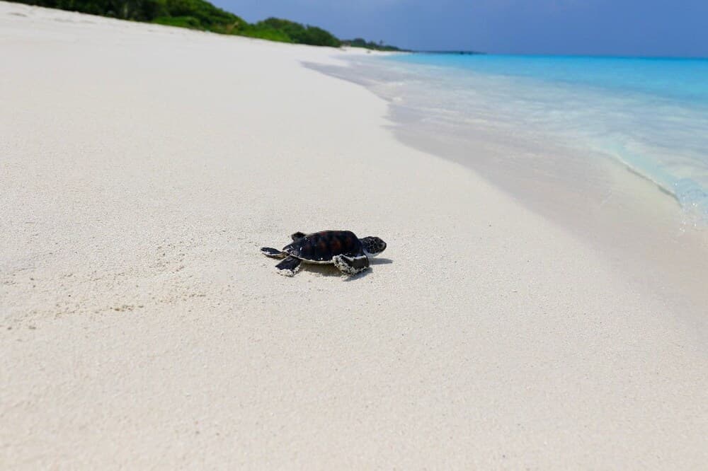 Blue Coral Vashafaru - View 3