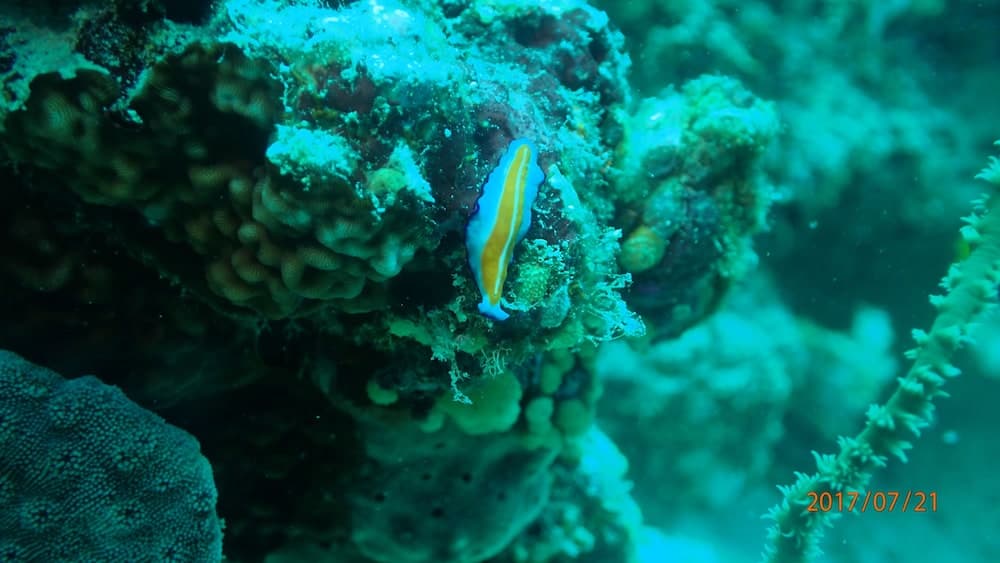 Medhufaru Inn - View 74